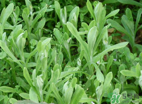 清明菜可以種植嗎？清明菜怎么種植？