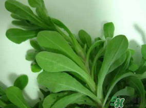 清明菜可以降血壓嗎？清明菜能降血壓嗎？