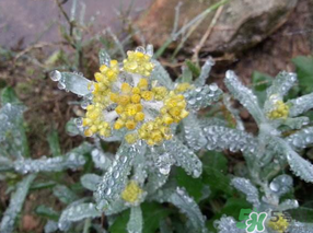 清明菜可以降血壓嗎？清明菜能降血壓嗎？