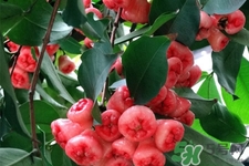 蓮霧是低糖水果嗎？蓮霧含糖量高嗎？