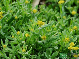 吃清明草有什么好處？清明草的功效與作用