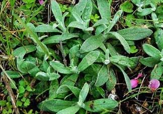 清明菜可以降血壓?jiǎn)?？清明菜能降血壓?jiǎn)幔?><p><strong>清明菜可以降血壓?jiǎn)幔壳迕鞑四芙笛獕簡(jiǎn)幔?/strong></p></a></li> <li><a href=