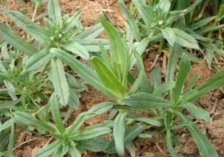 清明菜可以種植嗎？清明菜怎么種植？