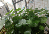金錢草泡水喝的功效？金錢草有什么作用？