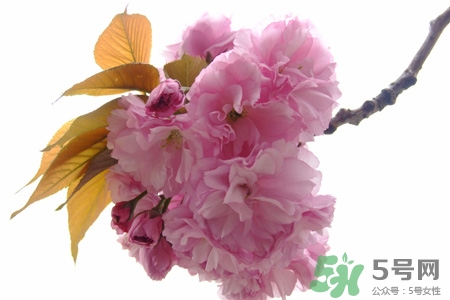清明節(jié)掃墓能不去嗎？清明節(jié)上墳必須去嗎？