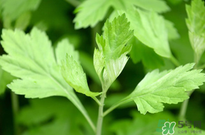 清明菜是什么？清明菜和艾草的區(qū)別 