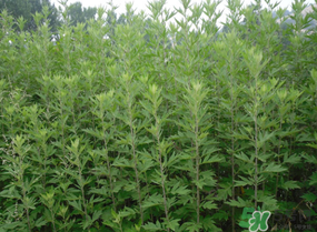 清明菜是什么？清明菜和艾草的區(qū)別 