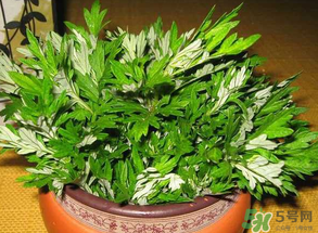 清明菜是什么？清明菜和艾草的區(qū)別 