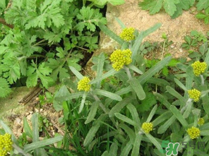 清明菜是發(fā)物嗎？清明菜是不是發(fā)物？