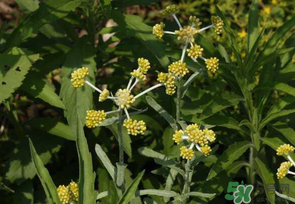 清明菜是發(fā)物嗎？清明菜是不是發(fā)物？