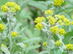 清明菜是發(fā)物嗎？清明菜是不是發(fā)物？