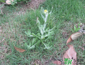 清明菜不能和什么同吃？清明菜和什么相克？