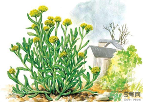 清明草叫什么？清明草有幾種？