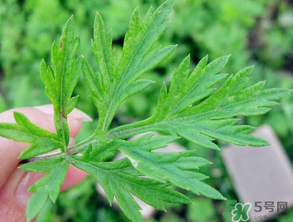 清明草是艾草嗎？清明菜是什么草？