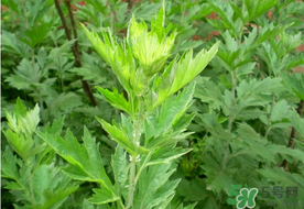 清明草是艾草嗎？清明菜是什么草？