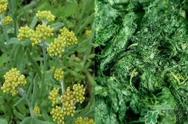 清明草能吃嗎？清明草花可以吃嗎？
