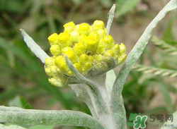 清明草能吃嗎？清明草花可以吃嗎？