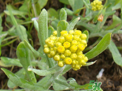 清明草能吃嗎？清明草花可以吃嗎？