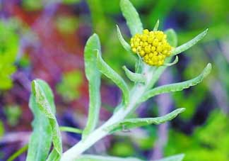 清明菜是發(fā)物嗎？清明菜是不是發(fā)物？