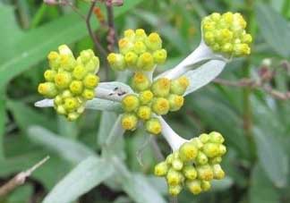 清明草能吃嗎？清明草花可以吃嗎？