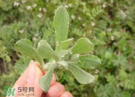 清明草可以曬干嗎？清明草曬干有什么功效？