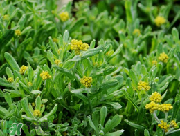 清明草可以種植嗎？清明草怎么種植？