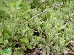 清明草可以種植嗎？清明草怎么種植？