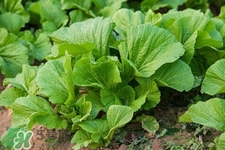 春分吃春菜有什么好處？春菜有什么營養(yǎng)價值？