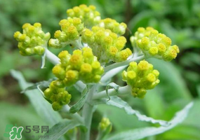 清明花粑粑怎么做？清明花粑粑的做法