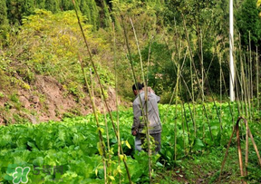 清明節(jié)種什么菜？清明節(jié)前后種什么菜？