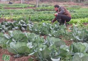 清明節(jié)種什么菜？清明節(jié)前后種什么菜？