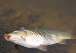 春分能夜釣嗎？春分能釣鯉魚(yú)嗎？