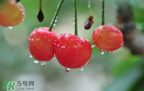 櫻桃掉果怎么回事？櫻桃掉果怎么處理？