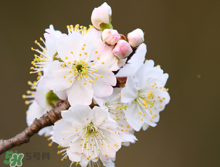 櫻桃需要授粉樹(shù)嗎？櫻桃需要什么授粉樹(shù)？