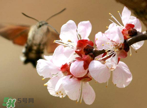 櫻桃需要授粉樹(shù)嗎？櫻桃需要什么授粉樹(shù)？