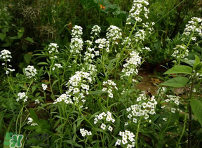 薺菜花可以泡茶嗎？薺菜花泡茶喝有什么功效？