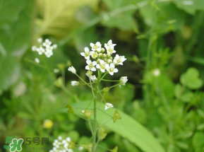 薺菜花可以泡茶嗎？薺菜花泡茶喝有什么功效？