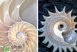 珍珠貝母表盤好嗎？珍珠貝母表盤耐用嗎？