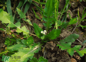 便秘能吃薺菜嗎？便秘可以吃薺菜嗎？