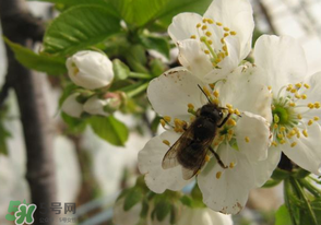 櫻桃怎么授粉？紅燈櫻桃怎么授粉？