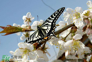 櫻桃怎么授粉？紅燈櫻桃怎么授粉？