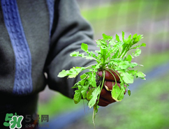 糖尿病人能吃薺菜嗎？糖尿病人可以吃薺菜嗎？