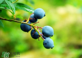 藍(lán)莓一天吃多少為宜？藍(lán)莓每天吃多少合適？