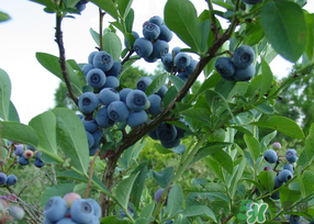 藍莓發(fā)霉還能吃嗎？藍莓發(fā)霉怎么辦？