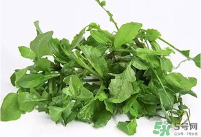 薺菜有毒嗎？吃薺菜會中毒嗎？