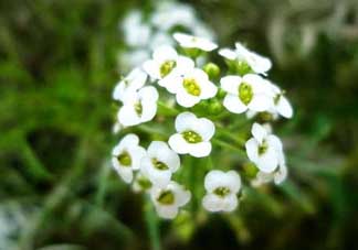 薺菜花可以泡茶嗎？薺菜花泡茶喝有什么功效？