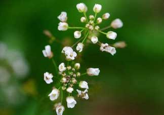 薺菜什么時候開花？薺菜花什么時候采？