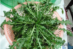 野生薺菜孕婦能吃嗎？野薺菜孕婦可以吃嗎？