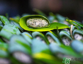 蒿子粑粑能吃嗎？蒿子粑粑可以吃嗎？