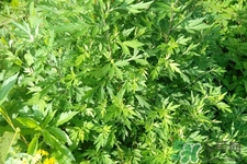 艾草是寒性的嗎？艾草是涼性的嗎？